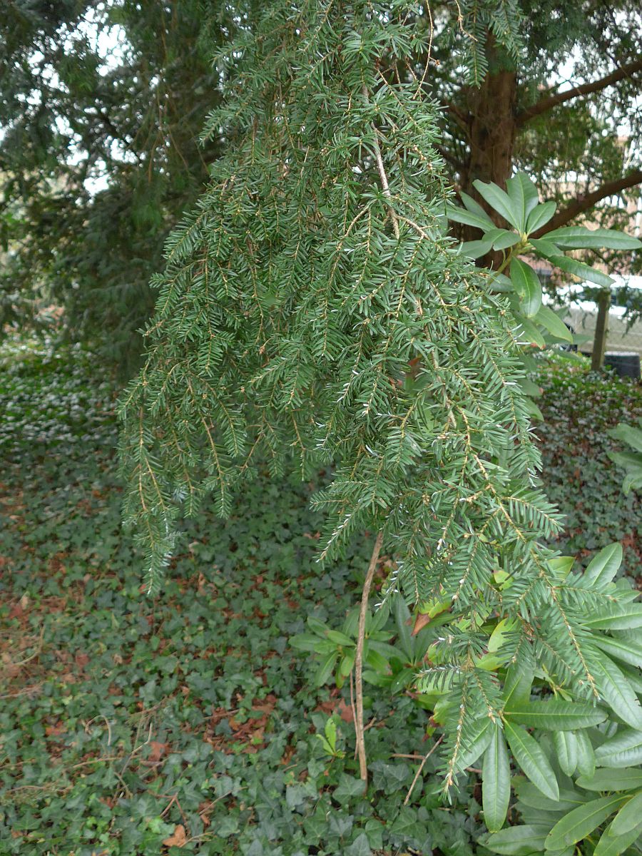 Tsuga heterophylla (door Hanneke Waller)