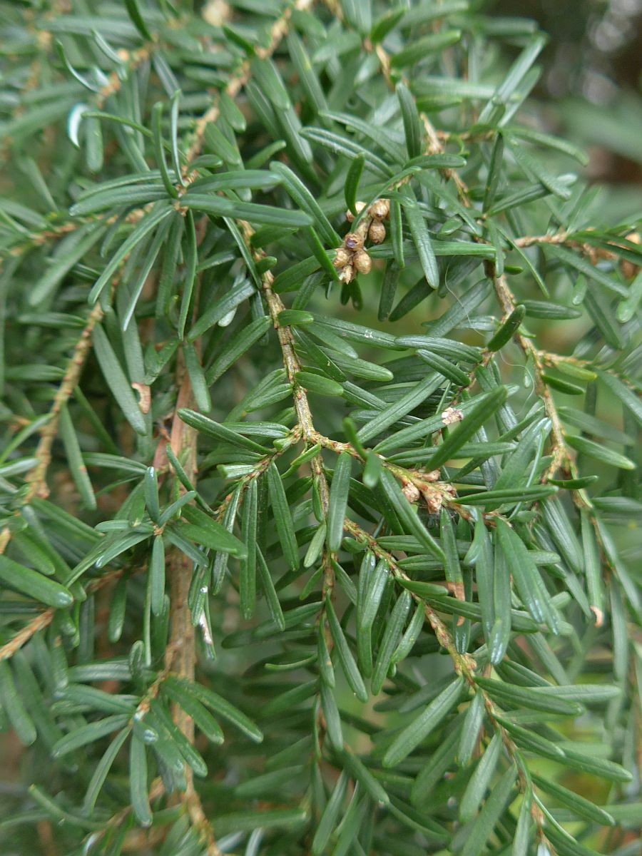 Tsuga heterophylla (door Hanneke Waller)