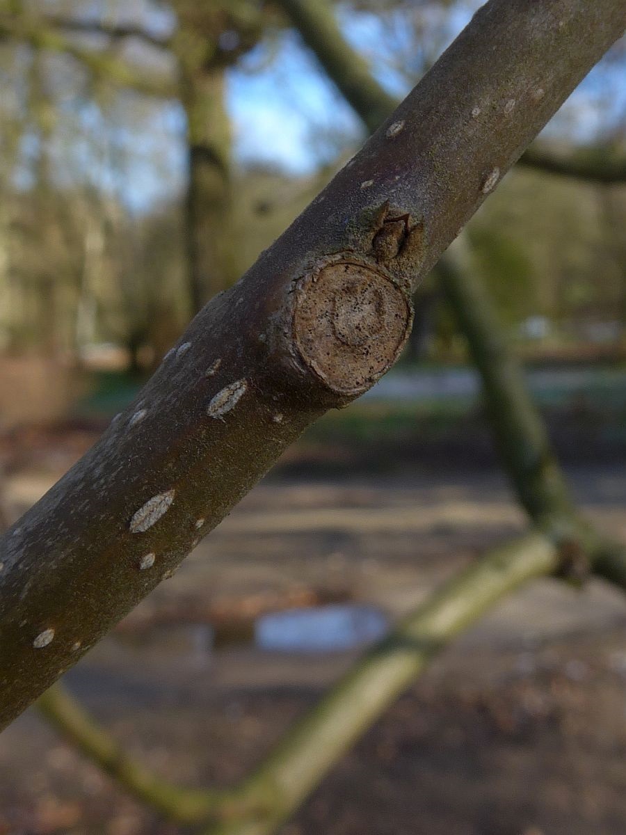 Paulownia tomentosa (door Hanneke Waller)