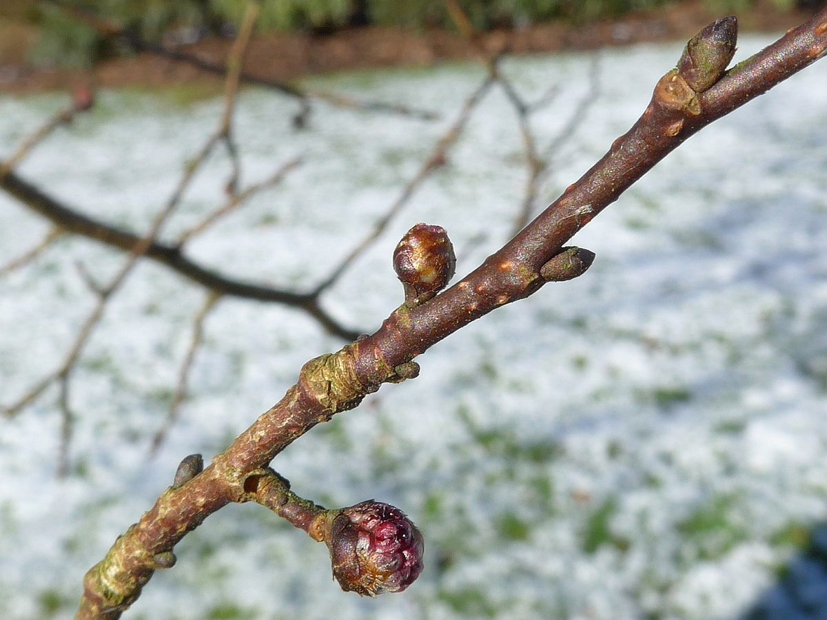 Ulmus minor (door Hanneke Waller)