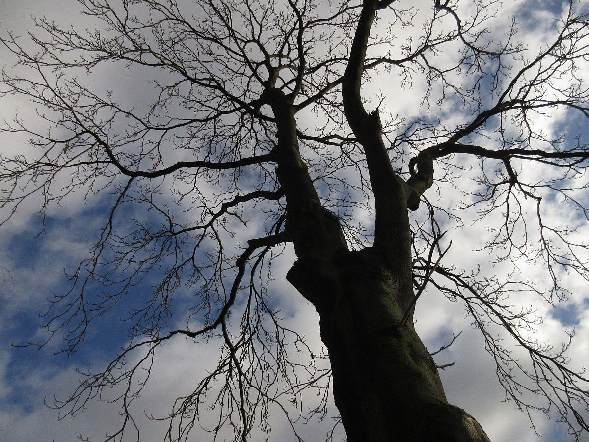 Ailanthus altissima (door Hanneke Waller)