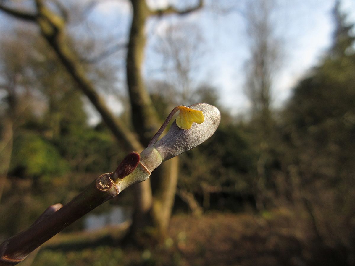 Liriodendron tulipifera (door Hanneke Waller)