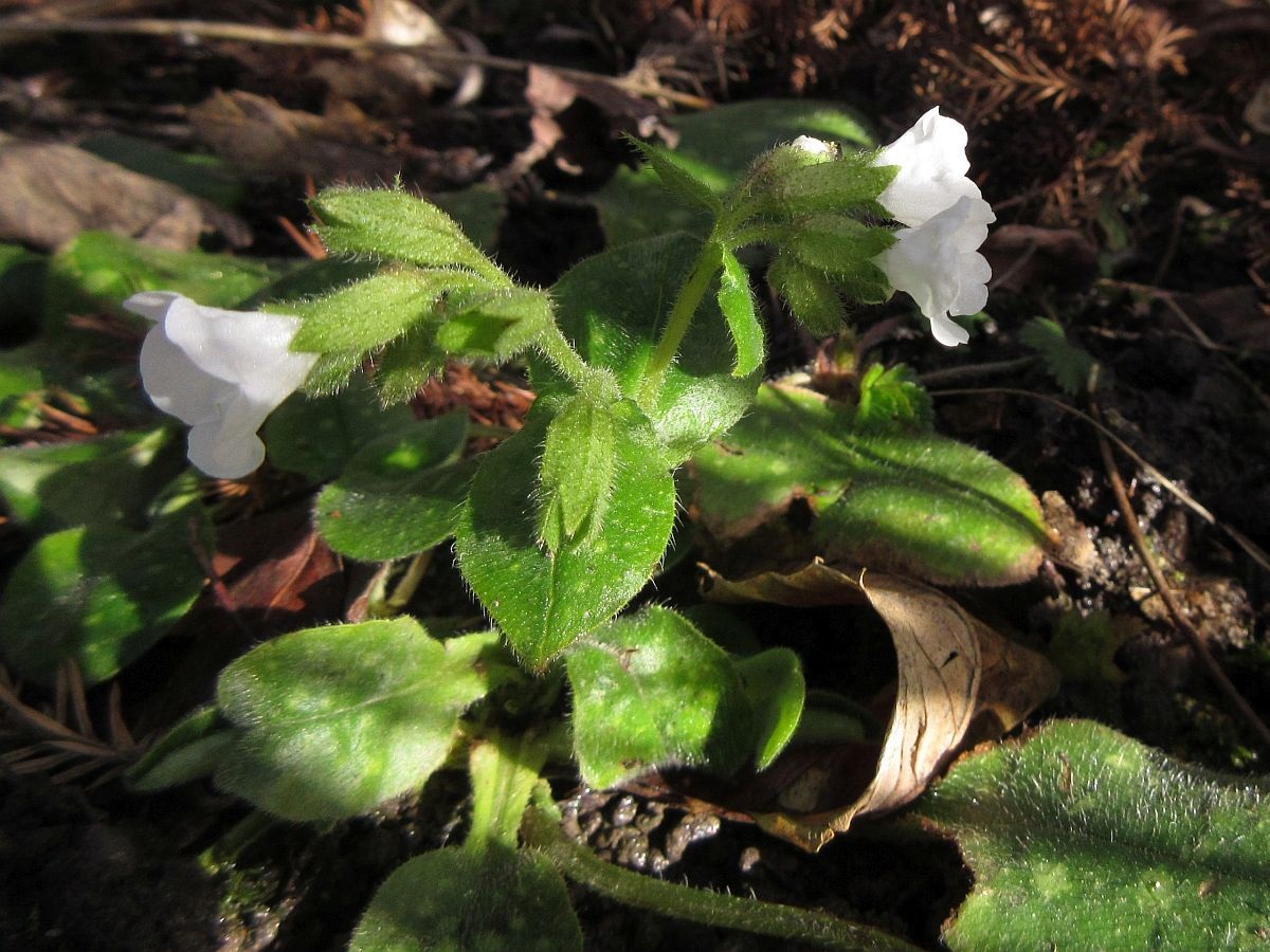 Pulmonaria officinalis (door Hanneke Waller)