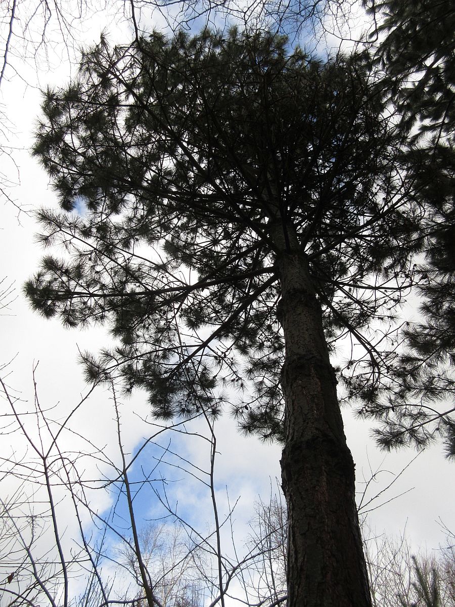 Pinus nigra subsp. laricio (door Hanneke Waller)