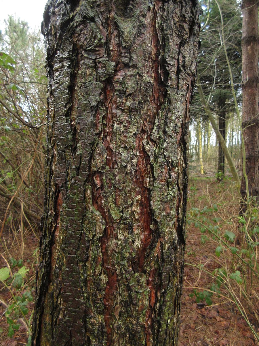 Pinus nigra subsp. laricio (door Hanneke Waller)