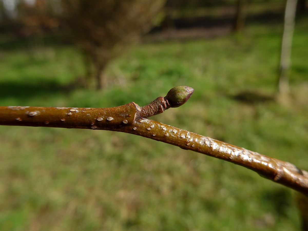 Alnus cordata (door Hanneke Waller)