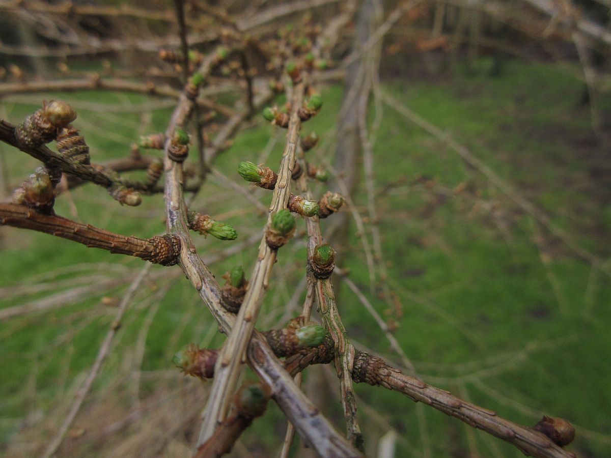 Larix decidua (door Hanneke Waller)