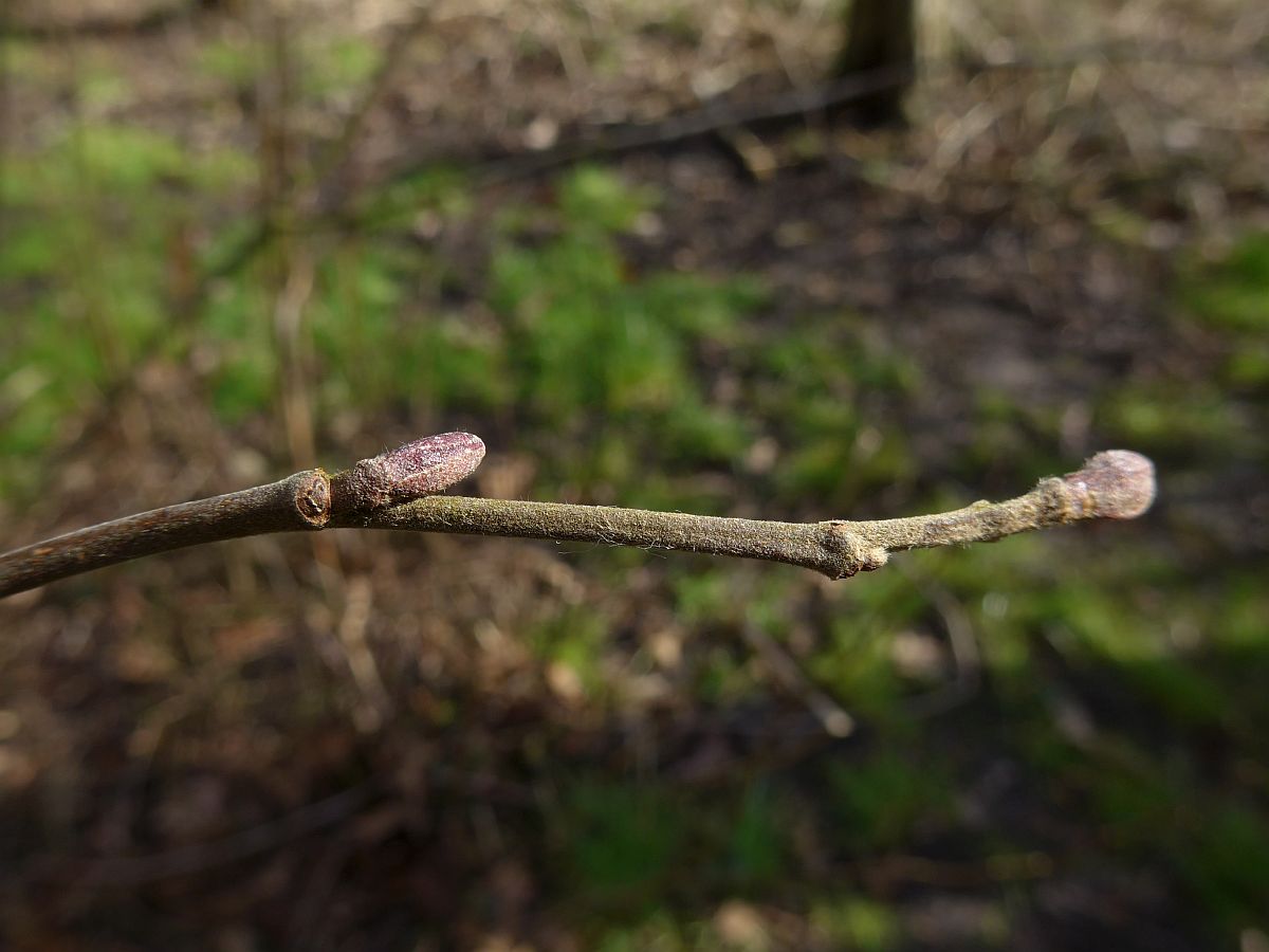 Alnus incana (door Hanneke Waller)