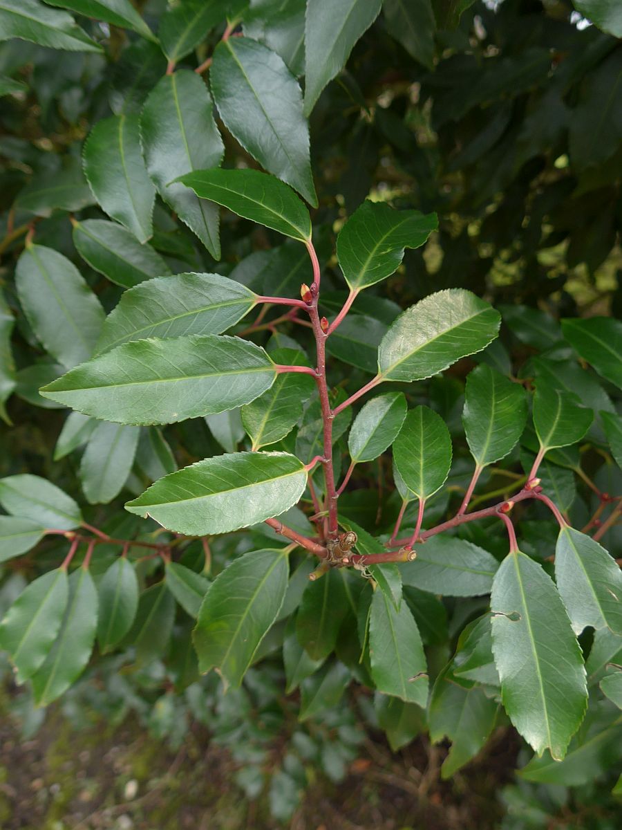 Prunus lusitanica (door Hanneke Waller)