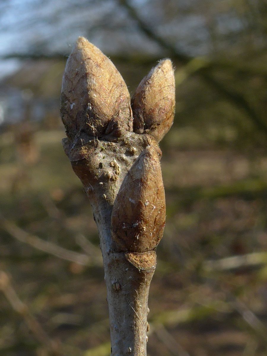 Quercus petraea (door Hanneke Waller)