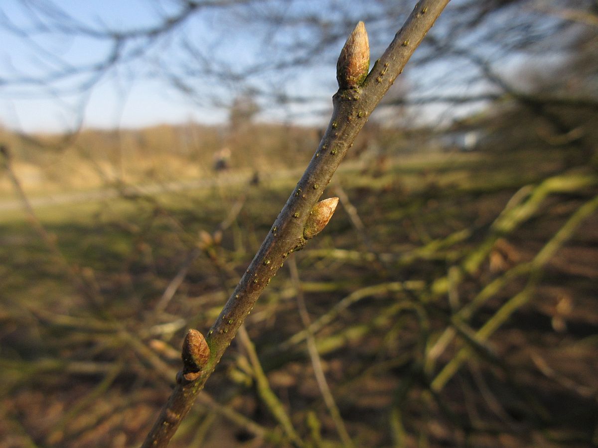 Quercus petraea (door Hanneke Waller)