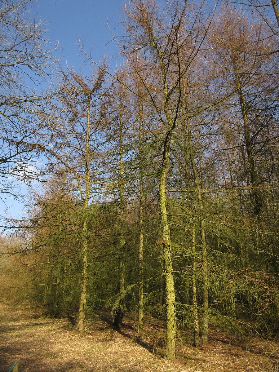 Larix kaempferi (door Hanneke Waller)