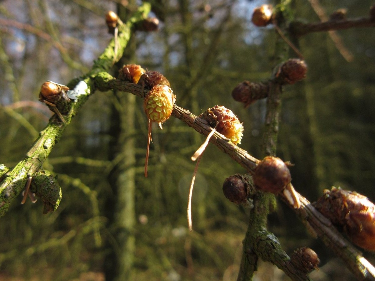 Larix kaempferi (door Hanneke Waller)