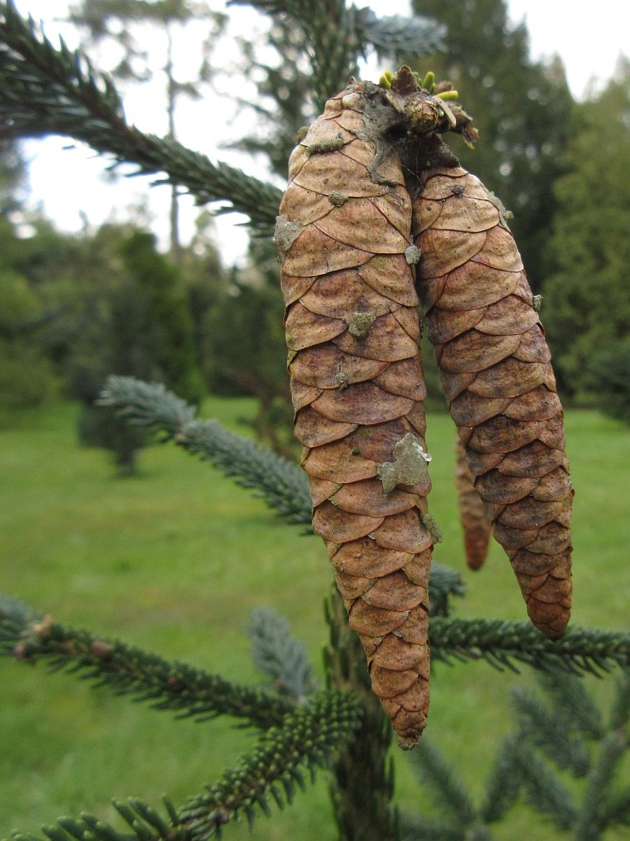 Picea orientalis (door Hanneke Waller)