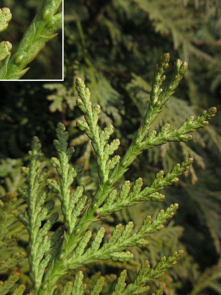 Thuja occidentalis (door Hanneke Waller)