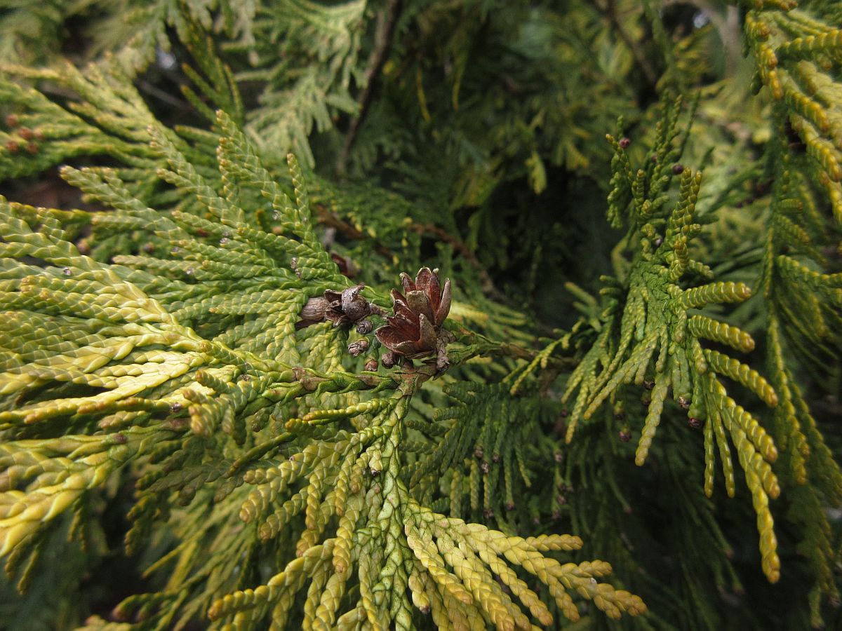 Thuja occidentalis (door Hanneke Waller)