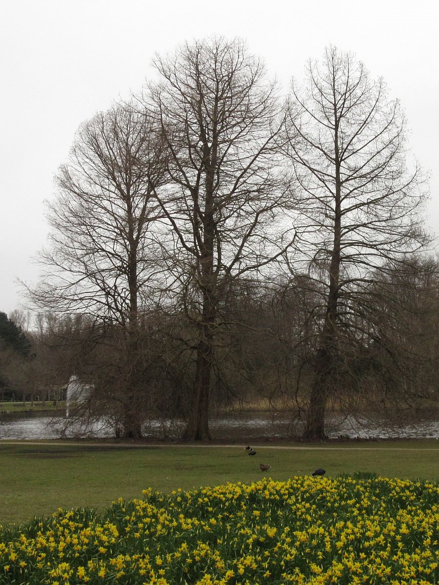 Taxodium distichum (door Hanneke Waller)