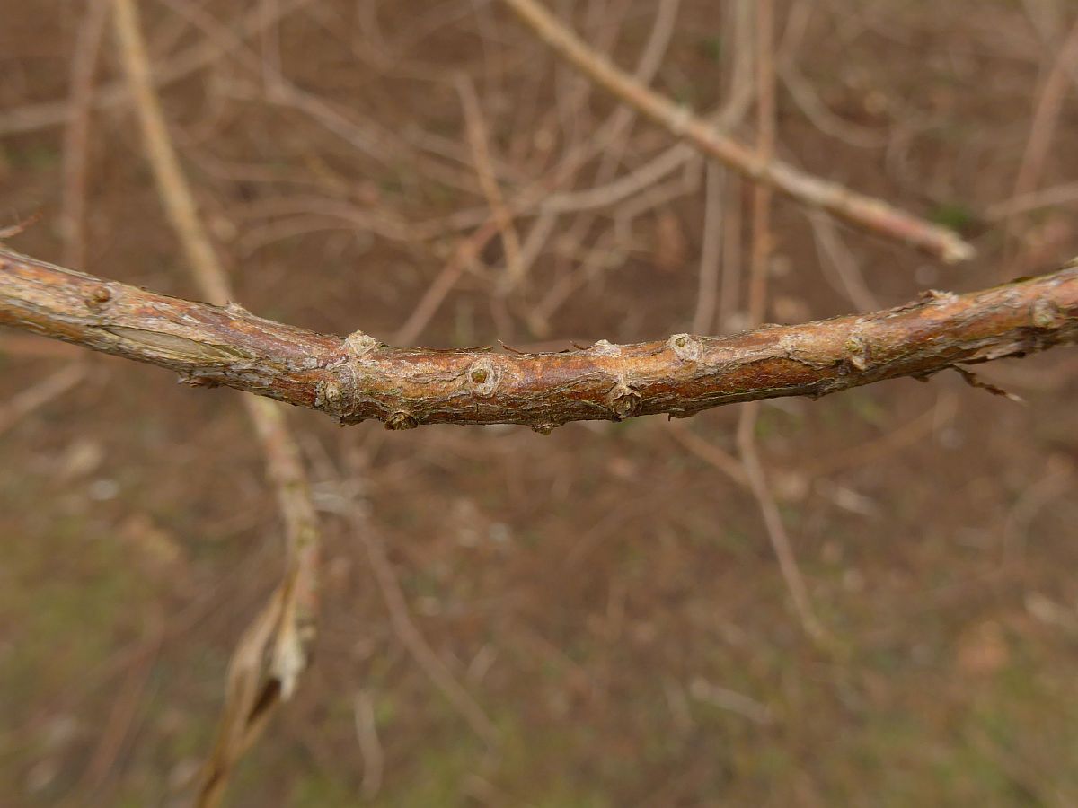 Taxodium distichum (door Hanneke Waller)