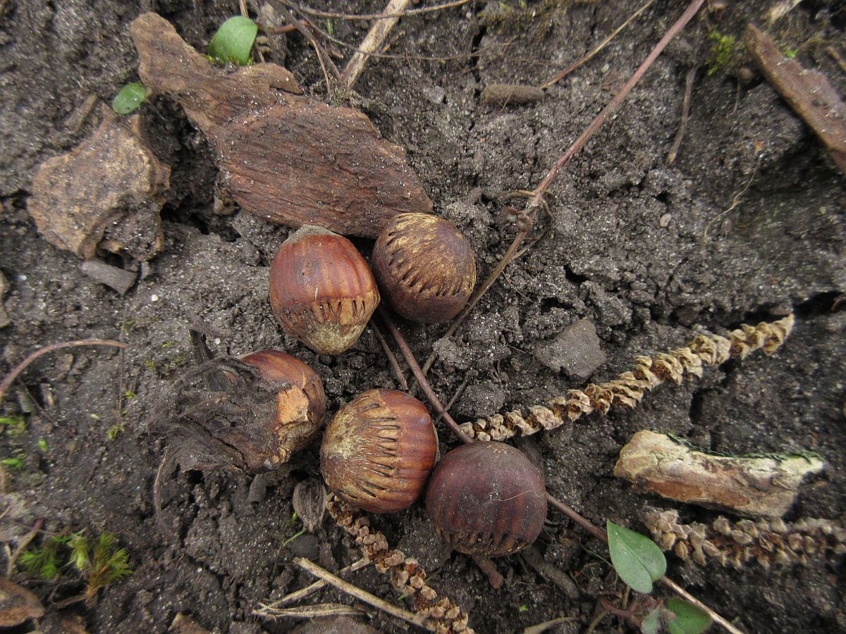 Corylus colurna (door Hanneke Waller)