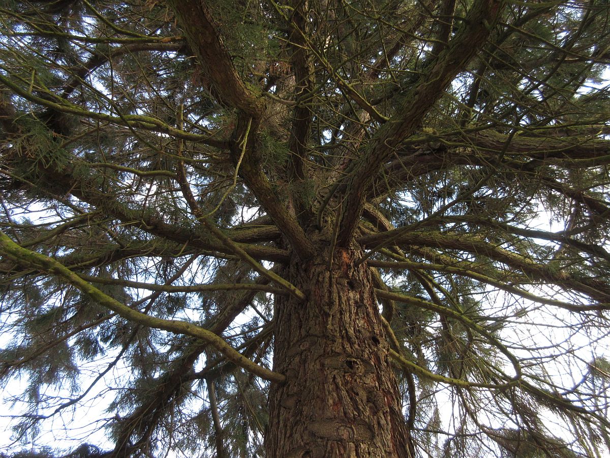 Sequoiadendron giganteum (door Hanneke Waller)