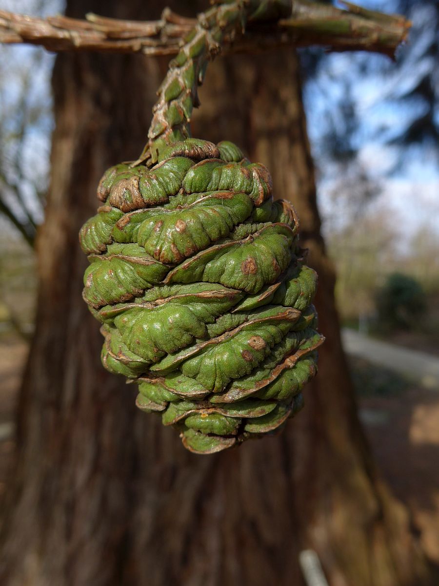 Sequoiadendron giganteum (door Hanneke Waller)