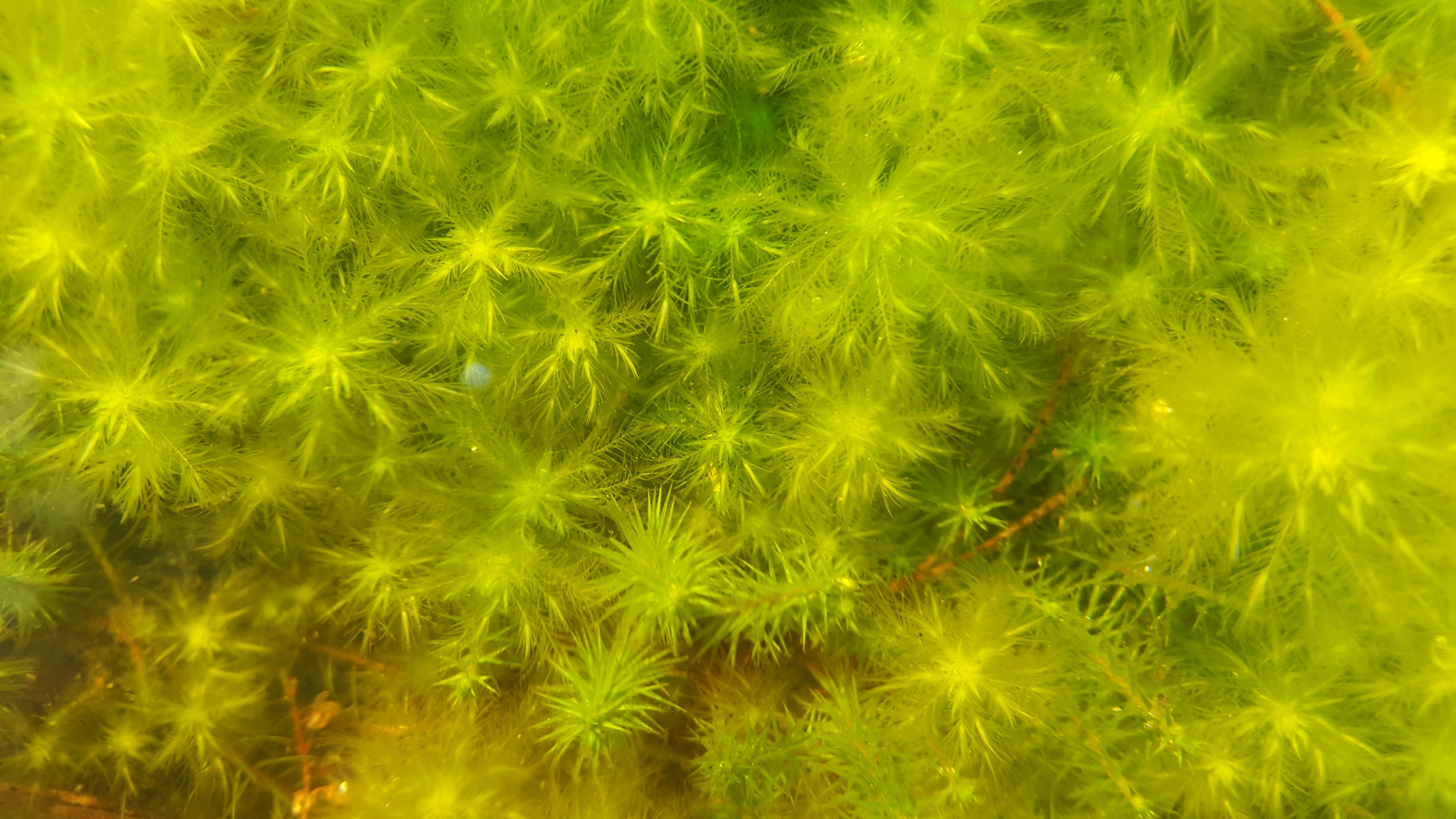 Sphagnum cuspidatum (door Lolke Stelwagen)