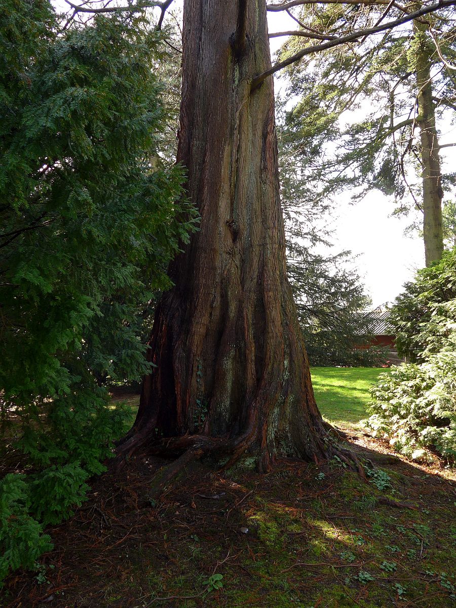 Metasequoia glyptostroboides (door Hanneke Waller)