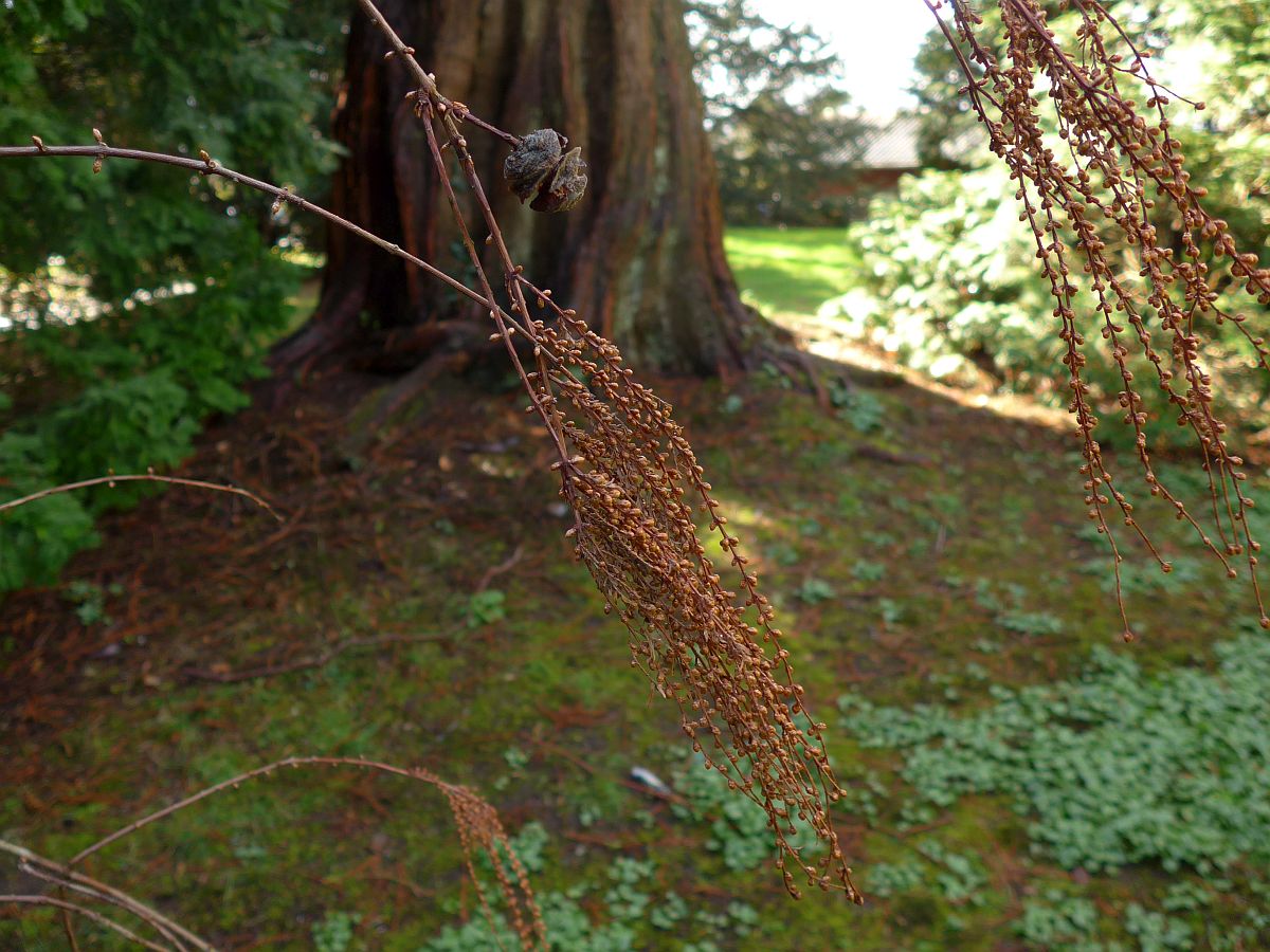 Metasequoia glyptostroboides (door Hanneke Waller)