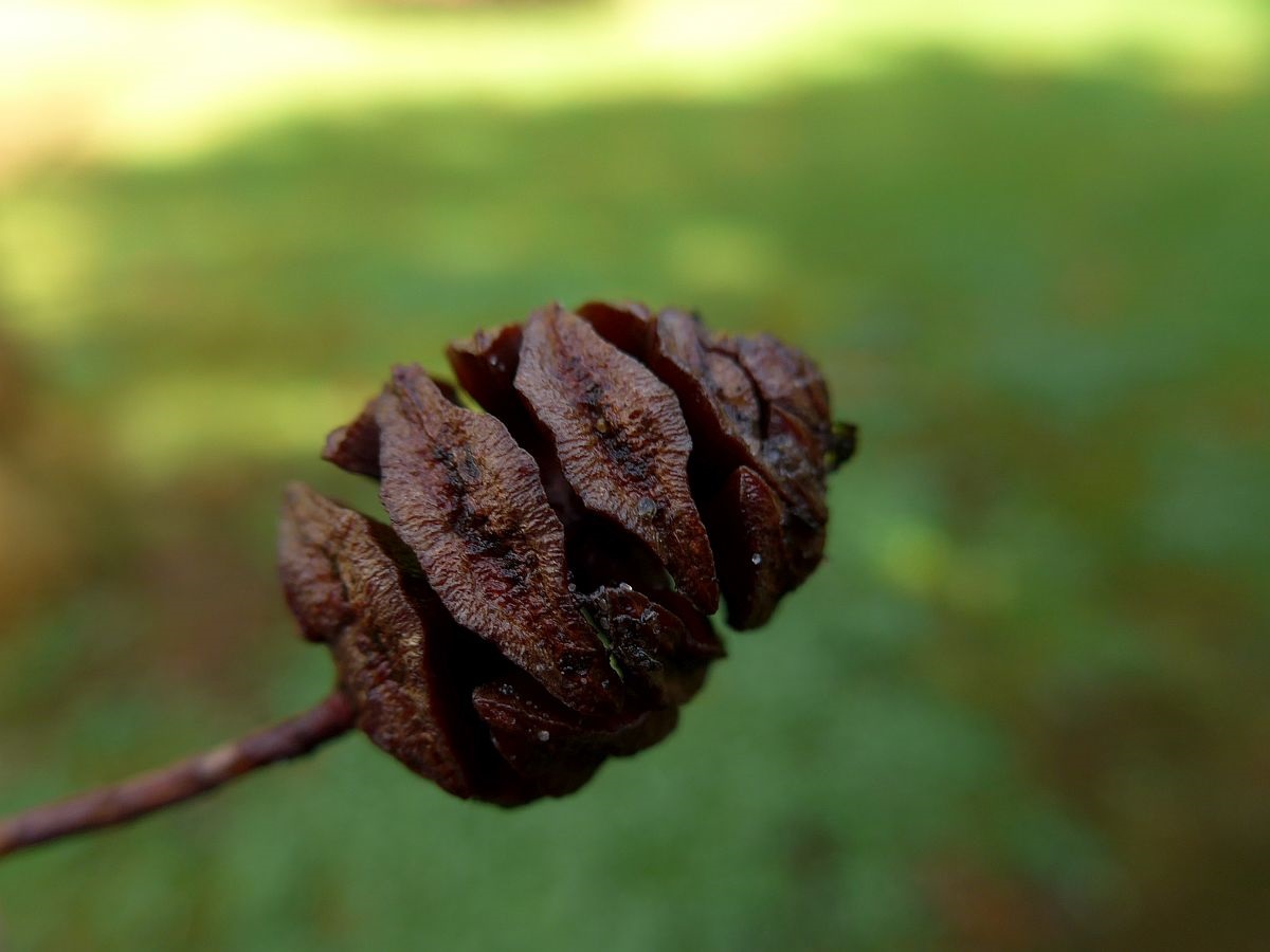 Metasequoia glyptostroboides (door Hanneke Waller)