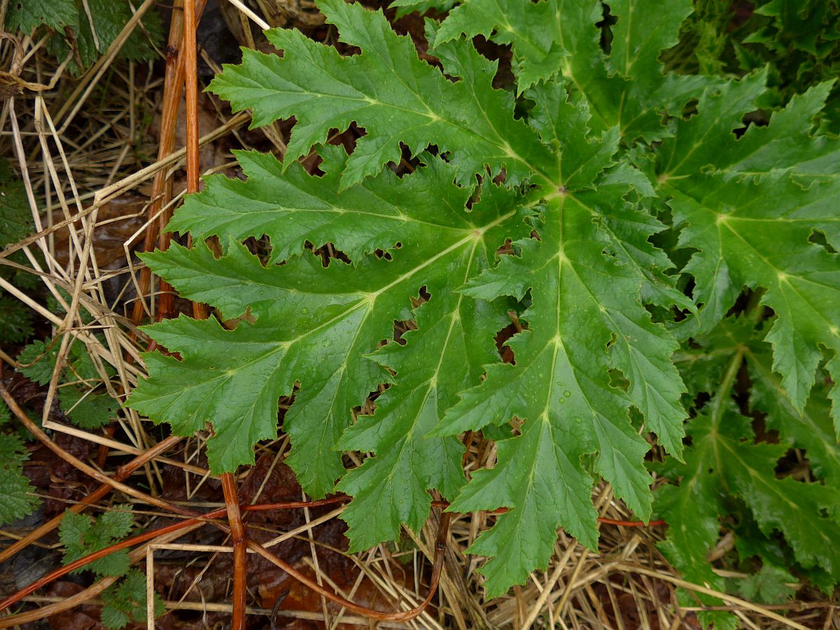 Heracleum mantegazzianum (door Hanneke Waller)