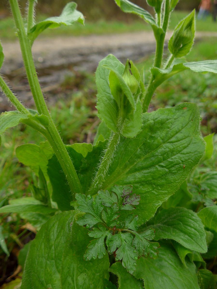 Doronicum pardalianches (door Hanneke Waller)