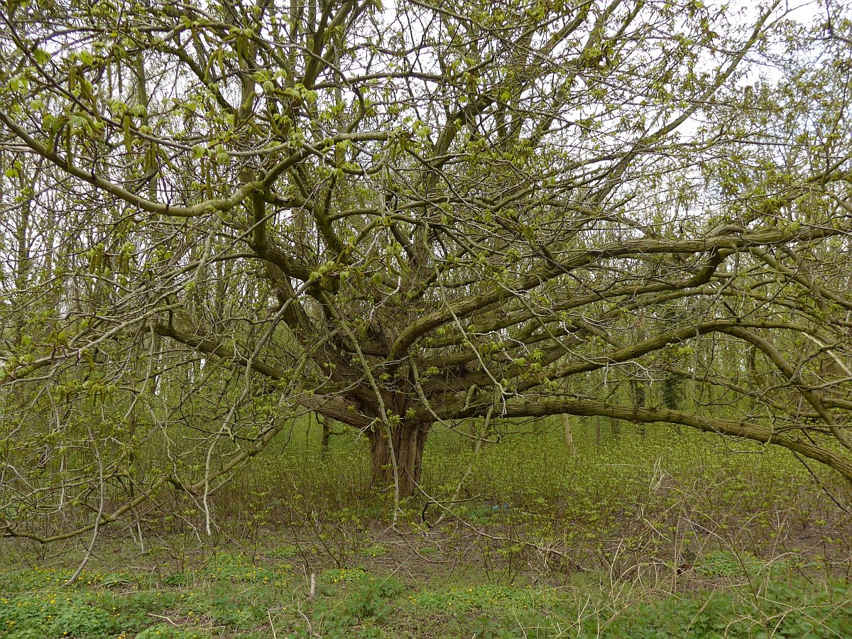 Pterocarya fraxinifolia (door Hanneke Waller)