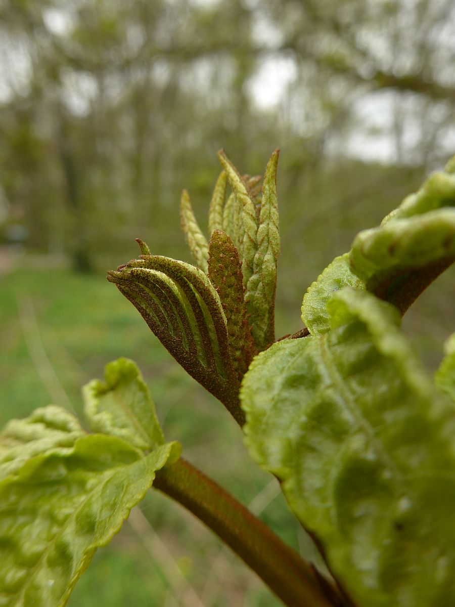 Pterocarya fraxinifolia (door Hanneke Waller)