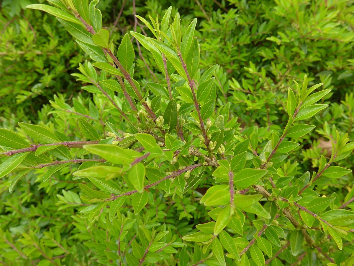 Lonicera pileata (door Hanneke Waller)