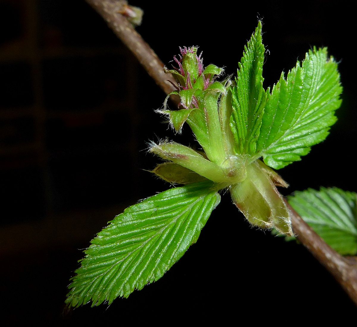 Carpinus betulus (door Hanneke Waller)