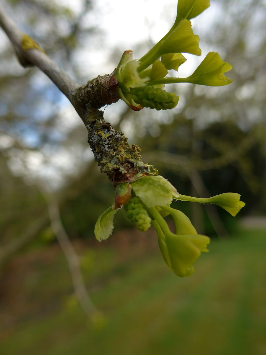 Ginkgo biloba (door Hanneke Waller)