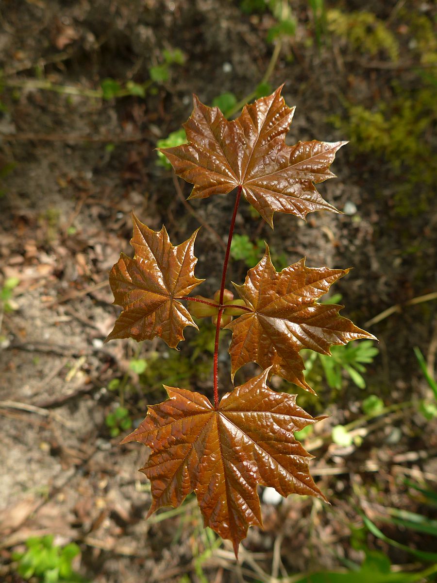 Acer platanoides (door Hanneke Waller)
