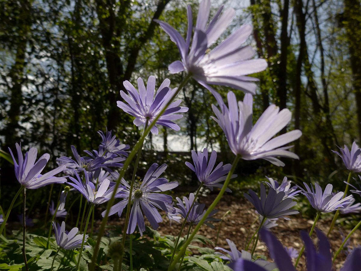 Anemone apennina (door Hanneke Waller)