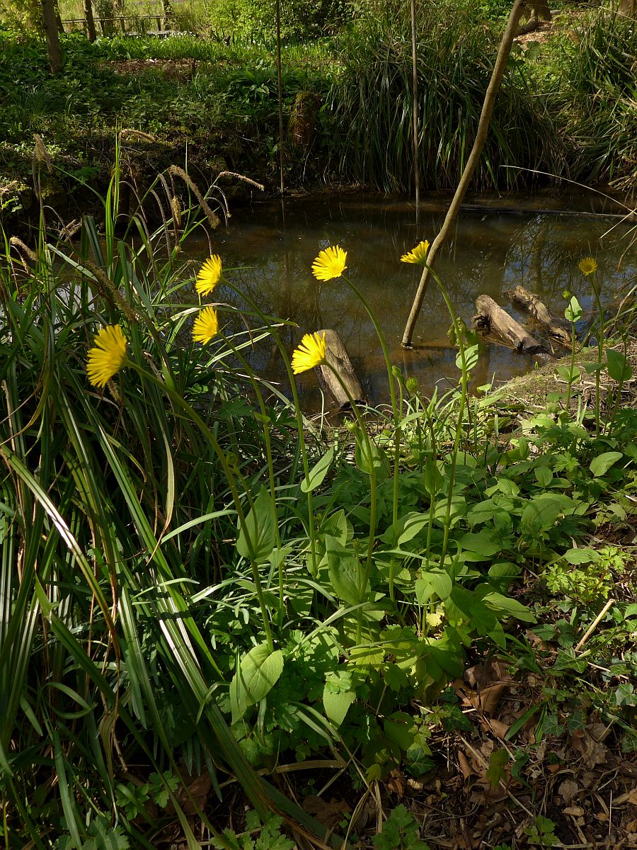 Doronicum plantagineum (door Hanneke Waller)