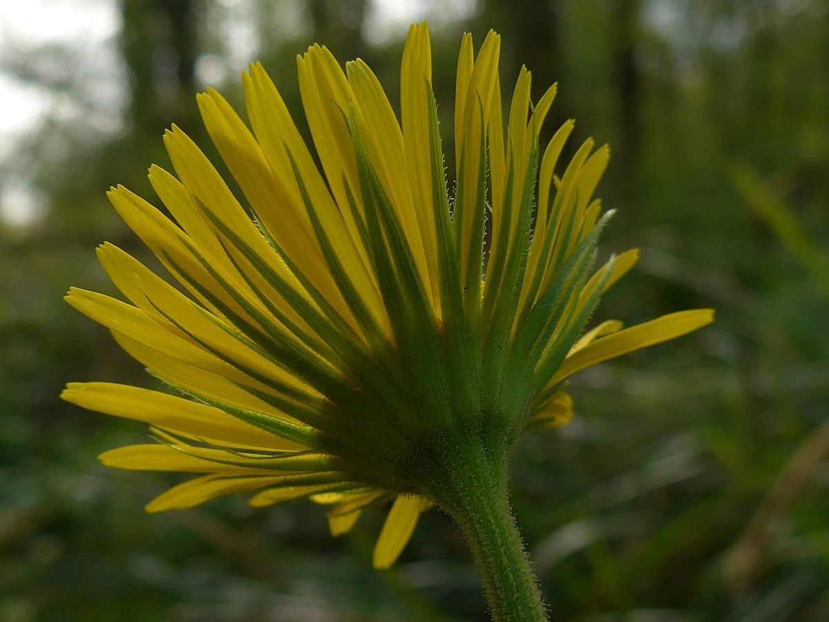 Doronicum plantagineum (door Hanneke Waller)