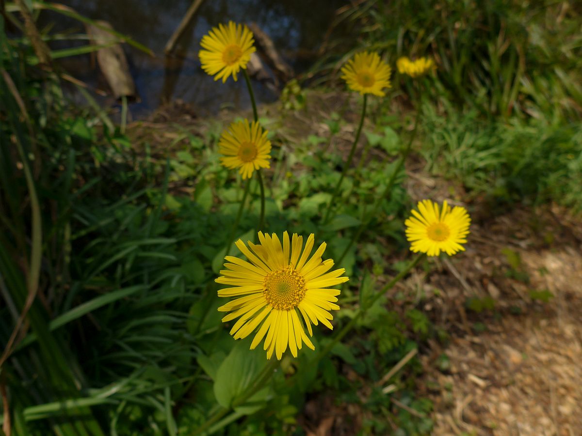 Doronicum plantagineum (door Hanneke Waller)