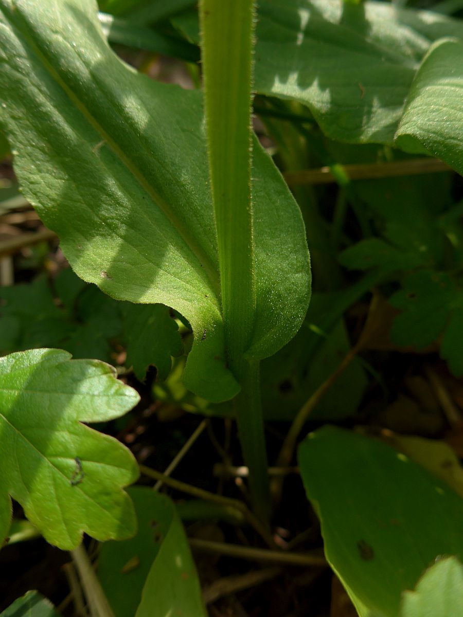 Doronicum plantagineum (door Hanneke Waller)