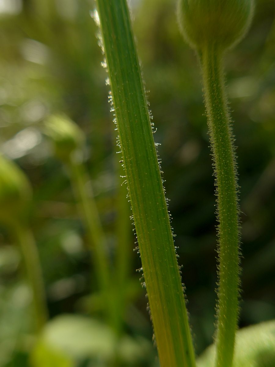 Doronicum plantagineum (door Hanneke Waller)