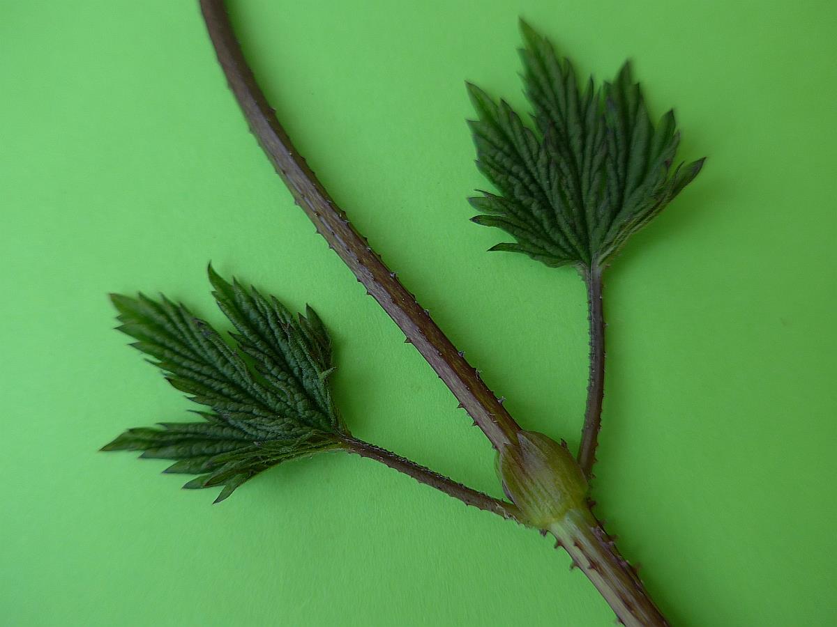 Humulus lupulus (door Hanneke Waller)