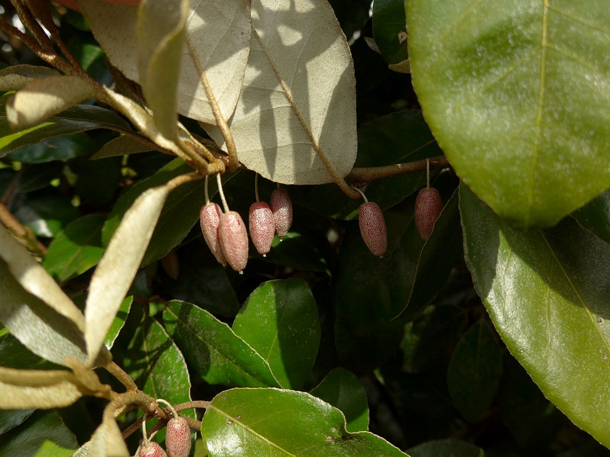 Elaeagnus x submacrophylla (door Hanneke Waller)