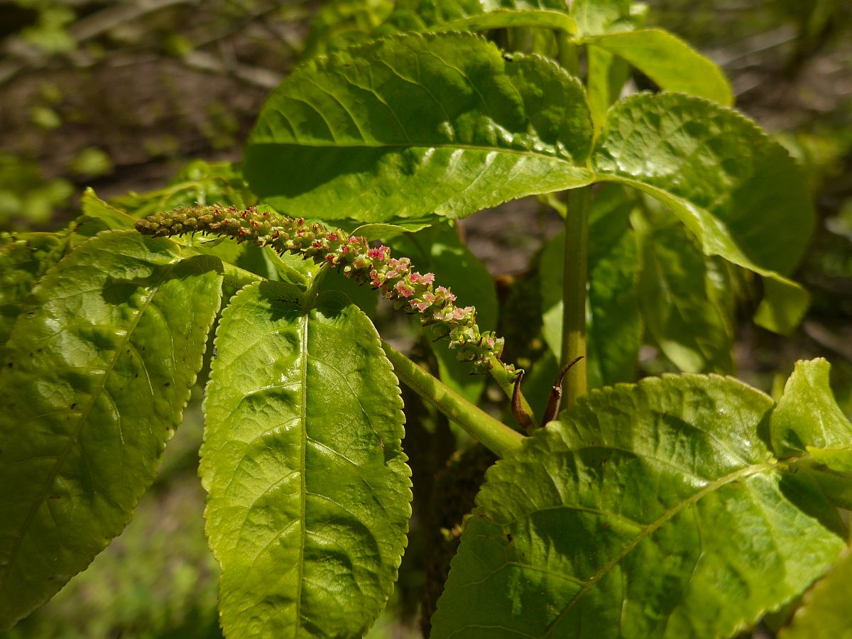 Pterocarya fraxinifolia (door Hanneke Waller)