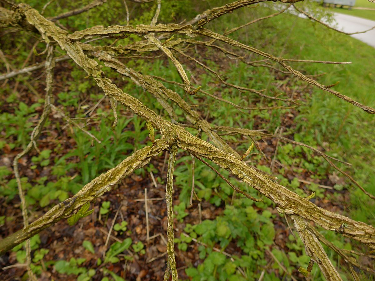 Liquidambar styraciflua (door Hanneke Waller)