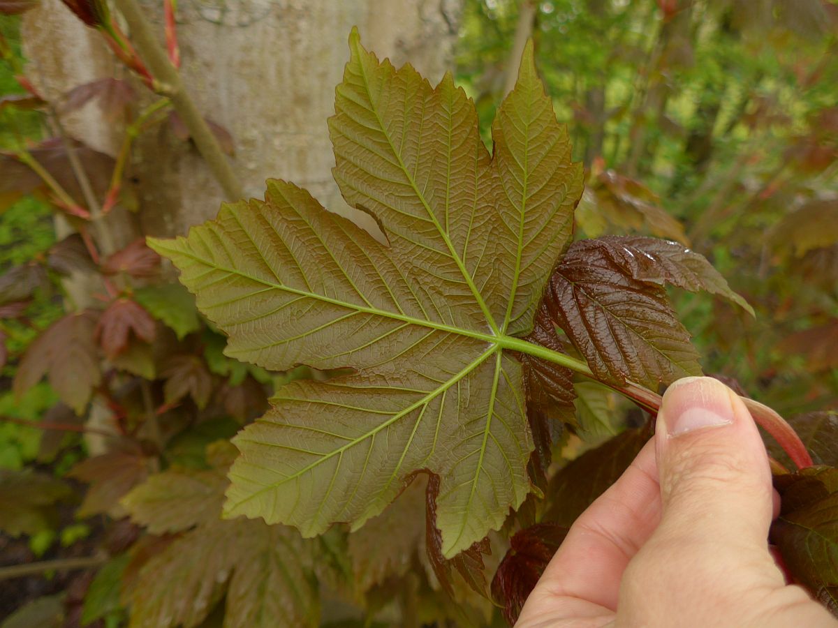 Acer pseudoplatanus (door Hanneke Waller)