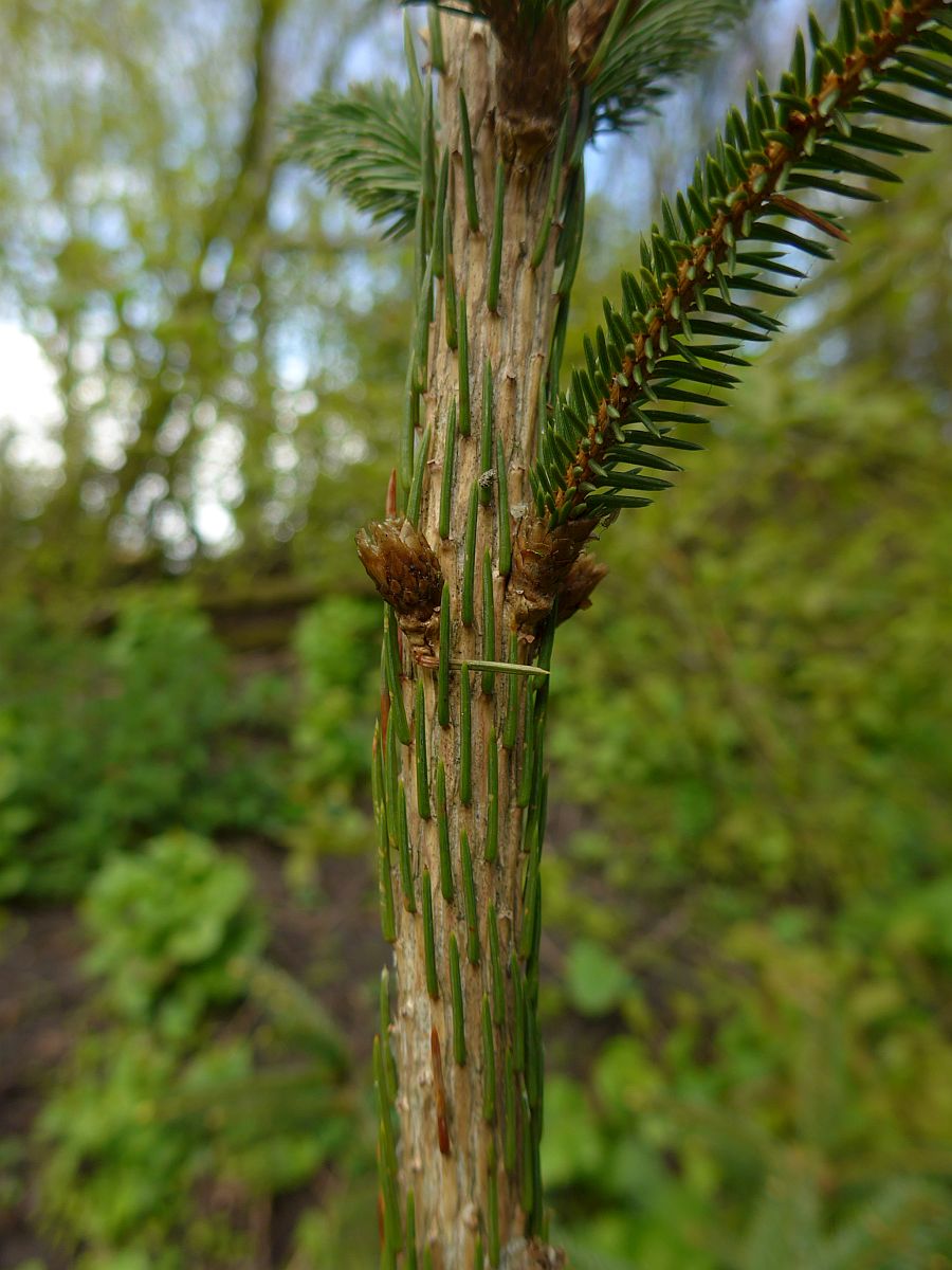 Picea abies (door Hanneke Waller)