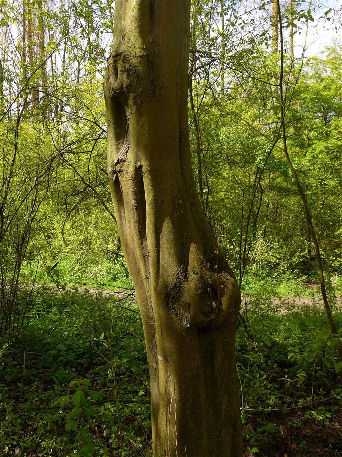 Carpinus betulus (door Hanneke Waller)